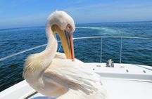 TUI Tours: marine cruise at Walvis Bay in Namibia