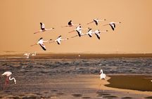 TUI Tours: Sandwich harbor half-day tour