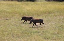 TUI Tours: full-day Etosha game drive