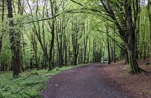 Dublin tall tales and treetop trails full-day tour