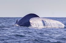 Whale  and dolphin watching cruise with lunch