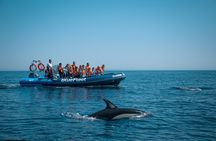 Dolphin spotting guided tour by boat from Lagos