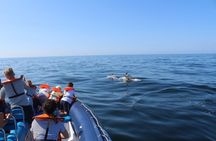 Dolphin spotting guided tour by boat from Lagos