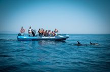 Dolphin spotting guided tour by boat from Lagos