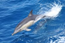 Gibraltar tour with dolphin watching cruise from Malaga