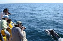Dolphin Watching in Sesimbra with Transfer