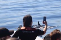 Whale and dolphin watching experience from Funchal