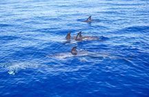 Whale and dolphin watching experience from Funchal