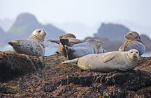Howth coastal 1-hour boat tour