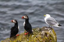 Howth coastal 1-hour boat tour