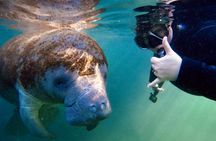 Real Florida manatee half-day guided adventure
