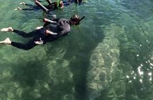 Real Florida manatee half-day guided adventure