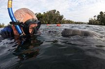 Real Florida manatee half-day guided adventure