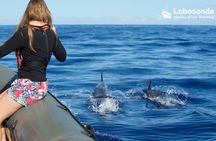 Guided speed boat whale watching tour in Madeira