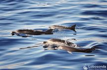 Guided speed boat whale watching tour in Madeira