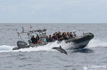 Guided speed boat whale watching tour in Madeira
