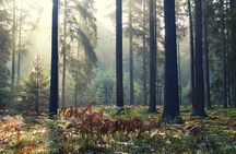 Small-group tour to Bialowieza National Park from Warsaw