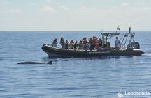 Guided speed boat whale watching tour in Madeira