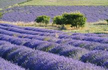Retro side-car lavender fields & wine tour from Aix-en-Provence