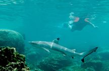 Boat tour to the  bays of Koh Tao island with light meal