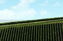 Private guided tour of the Canard Duchêne cellars