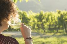 Quinta de Lourosa vineyard and cellar guided tour with tasting