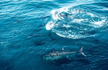 2-hour catamaran cruise to swim with tuna in L'Ametlla de Mar