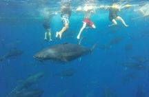 2-hour catamaran cruise to swim with tuna in L'Ametlla de Mar