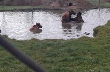 Visit to a Bear Sanctuary from Budapest