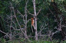 Santubong wildlife guided cruise