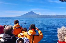 Dolphin and whale watching tour from Lajes do Pico