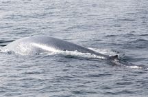TUI Tours: Whale and dolphin watching from Trincomalee