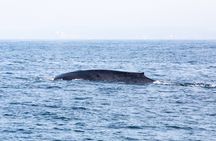 TUI Tours: Whale and dolphin watching from Trincomalee