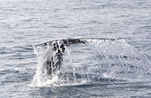 TUI Tours: Whale and dolphin watching from Trincomalee