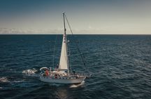 Dolphins and Whales Cruise Trip from Funchal
