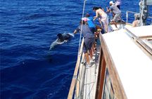 Dolphins and Whales Cruise Trip from Funchal