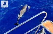 Dolphins and Whales Cruise Trip from Funchal