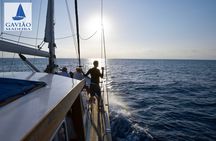 Dolphins and Whales Cruise Trip from Funchal