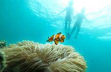 Garrafon Natural Reef Park and dolphin experience ticket
