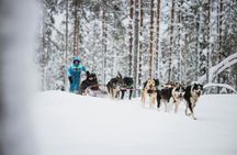 Reindeer and husky farm tour with snowmobiling
