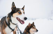 Long Husky trail through the Arctic Circle