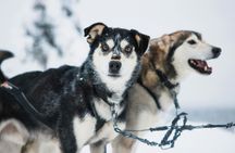 Long Husky trail through the Arctic Circle