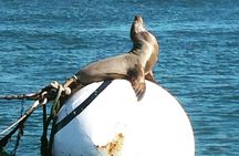 Private vintage yacht cruise in San Diego