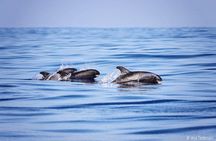 Whale watching tour on a traditional sailboat in Madeira
