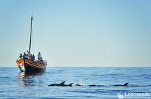 Whale watching tour on a traditional sailboat in Madeira