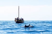 Whale watching tour on a traditional sailboat in Madeira
