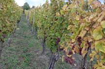 Half-day afternoon tour of Hunawihr, Riquewihr and wine tasting