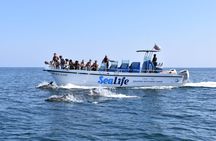 Dolphin watching with marine biologists in Lagos