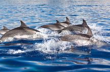 Dolphin watching with marine biologists in Lagos