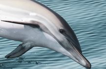 Dolphin watching with marine biologists in Lagos